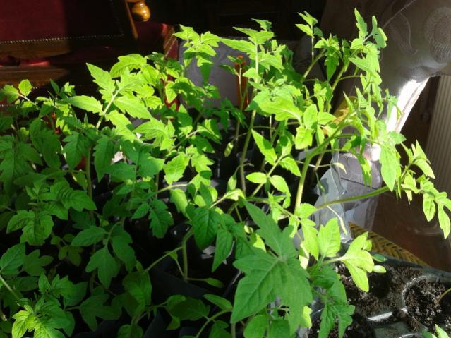 Name:  20170325_165951.jpg
Views: 747
Size:  63.2 KB