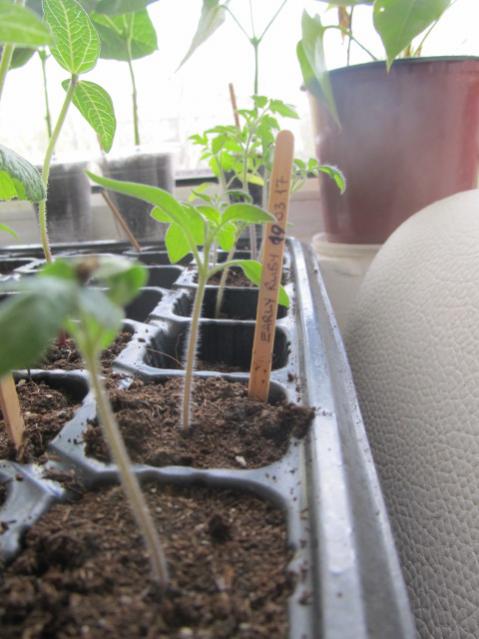 Name:  IMG_0212.jpg
Views: 644
Size:  43.3 KB