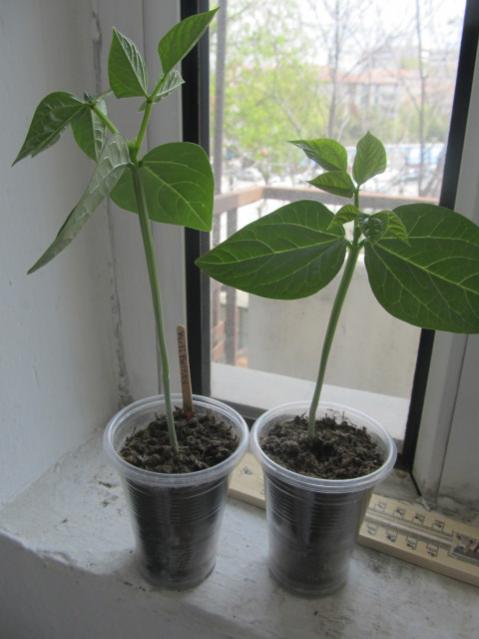Name:  IMG_0203.jpg
Views: 621
Size:  34.3 KB