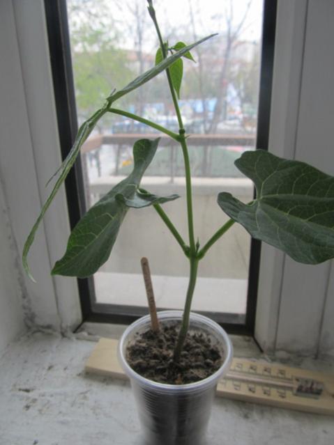 Name:  IMG_0206.jpg
Views: 538
Size:  32.3 KB