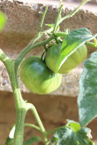 Name:  IMG_3594.jpg
Views: 255
Size:  61.6 KB