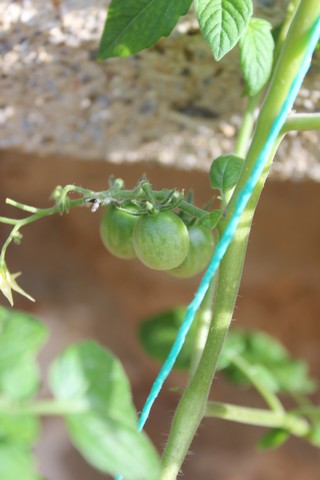 Name:  IMG_3596.jpg
Views: 288
Size:  54.3 KB