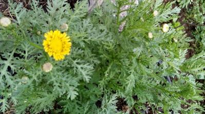Name:  20170615_185743.jpg
Views: 253
Size:  27.0 KB