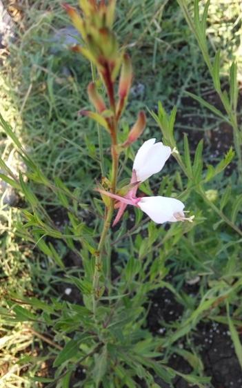 Name:  gaura2.jpg
Views: 489
Size:  40.4 KB