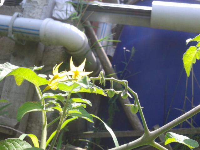 Name:  20170720_120423.jpg
Views: 599
Size:  41.1 KB