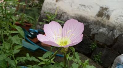 Name:  20170720_104022.jpg
Views: 284
Size:  16.2 KB