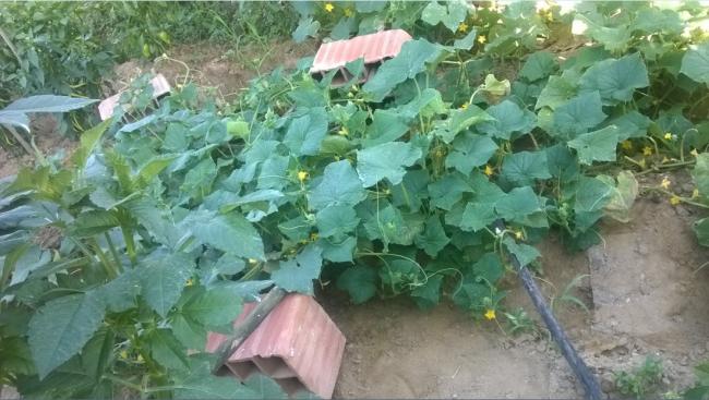 Name:  salatalklar 11.08.2017.jpg
Views: 294
Size:  49.1 KB