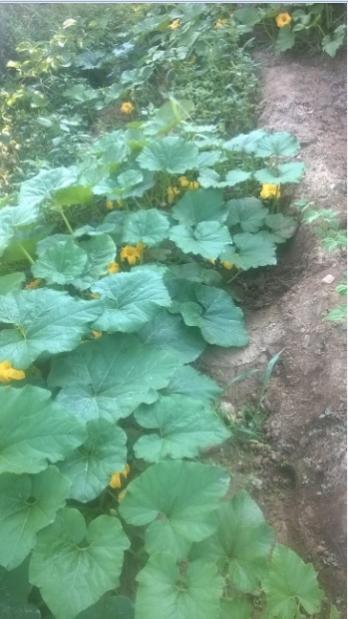 Name:  kabaklar 11.08.2017.jpg
Views: 305
Size:  37.2 KB