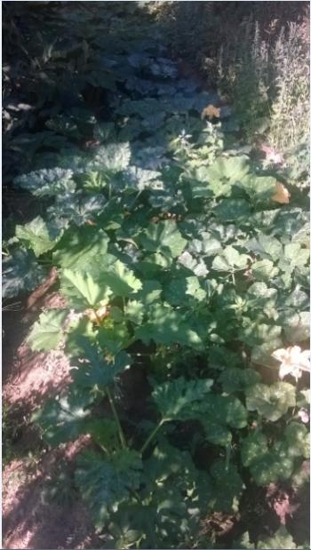 Name:  ksa kabaklar 11.08.2017.jpg
Views: 305
Size:  42.8 KB