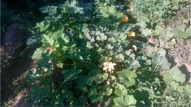 Name:  kabaklar toplu 11.08.2017.jpg
Views: 316
Size:  57.8 KB