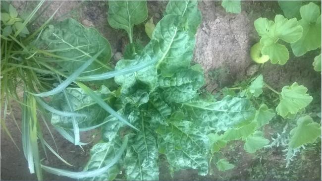 Name:  kalc spanak 11.08.2017.jpg
Views: 273
Size:  45.1 KB