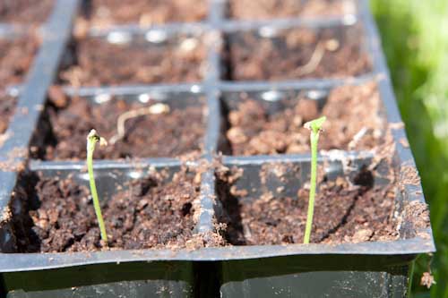 Name:  Scorched-Seedlings.jpg
Views: 672
Size:  70.0 KB