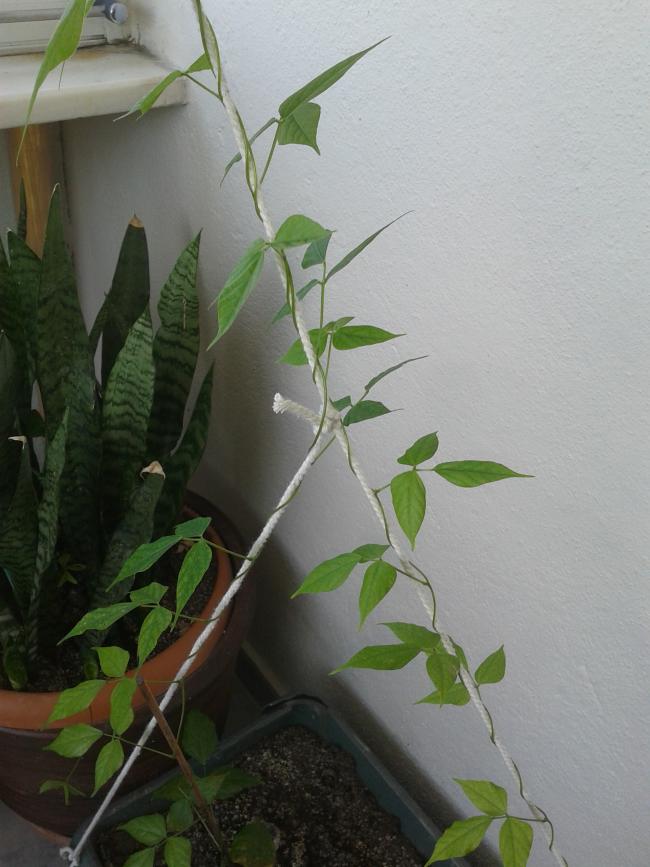 Name:  20180517_133529-min.jpg
Views: 472
Size:  63.0 KB