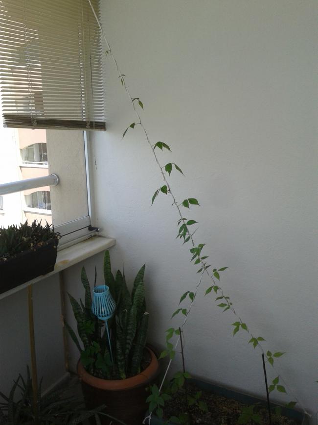 Name:  20180517_133512-min.jpg
Views: 449
Size:  48.0 KB