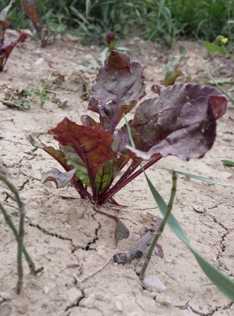 Name:  Boa kan tprak.jpg
Views: 597
Size:  56.7 KB