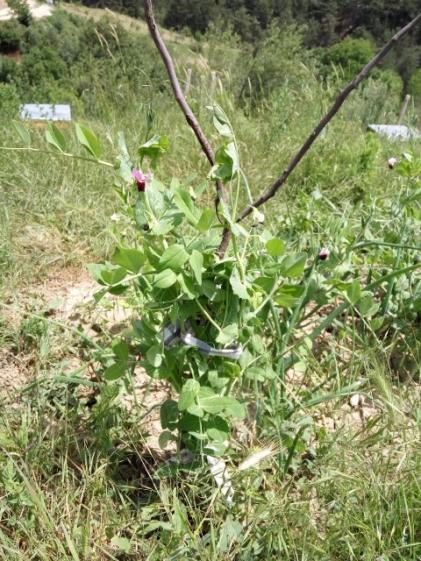Name:  Zeko bezelye boydan.jpg
Views: 571
Size:  67.6 KB