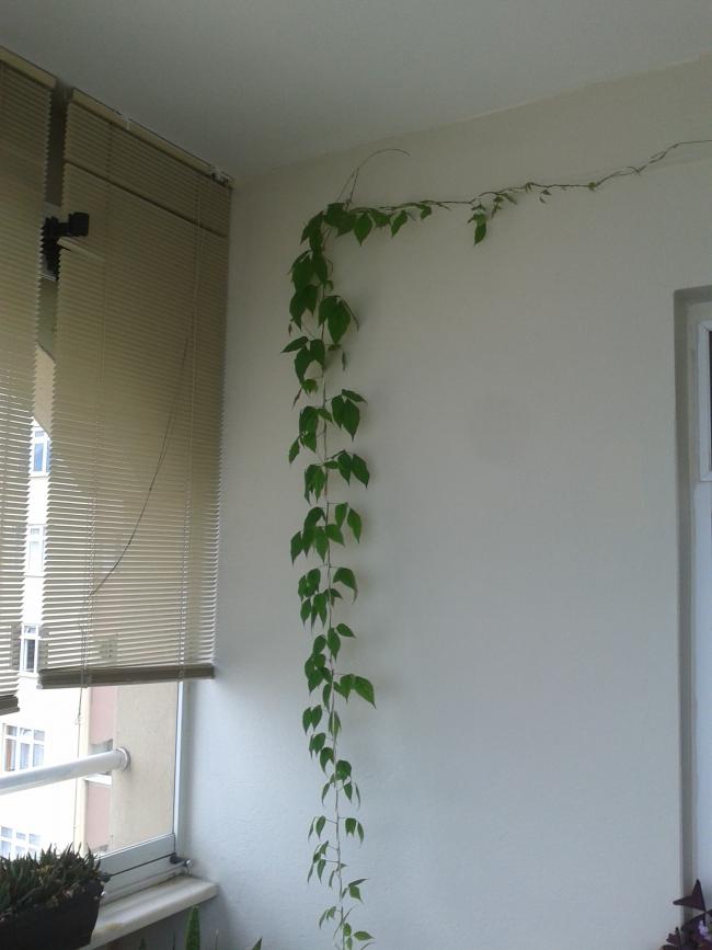 Name:  20180617_122817-min.jpg
Views: 791
Size:  45.4 KB