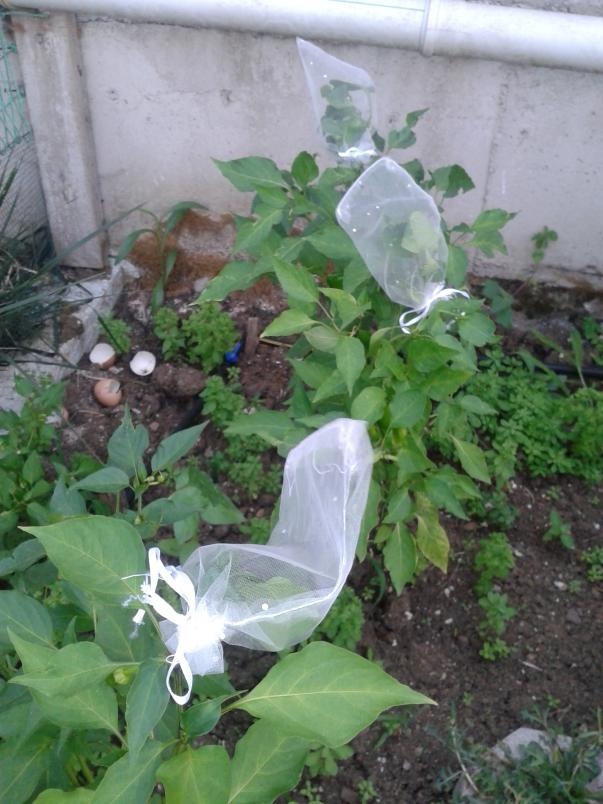 Name:  20180725_175352-min.jpg
Views: 495
Size:  72.4 KB