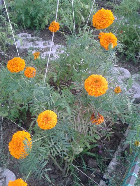 Name:  20180725_175847-min.jpg
Views: 545
Size:  76.8 KB