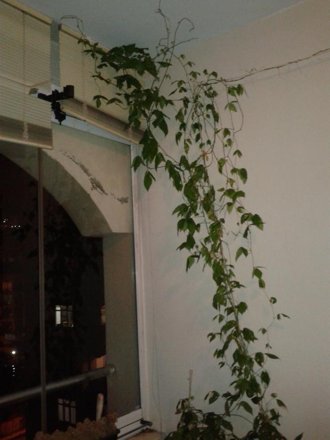 Name:  20180809_212514-min.jpg
Views: 452
Size:  52.9 KB