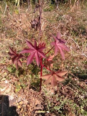 Name:  Hintya bitkisi fidan.jpg
Views: 469
Size:  46.9 KB