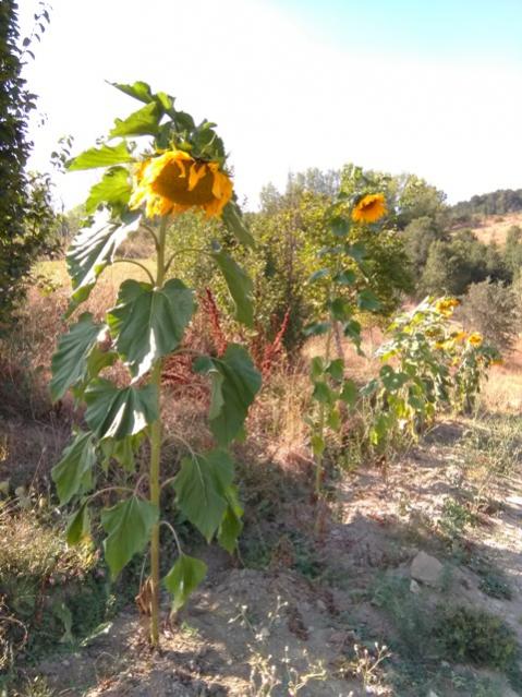 Name:  Ay iekleri sradan.jpg
Views: 456
Size:  59.7 KB