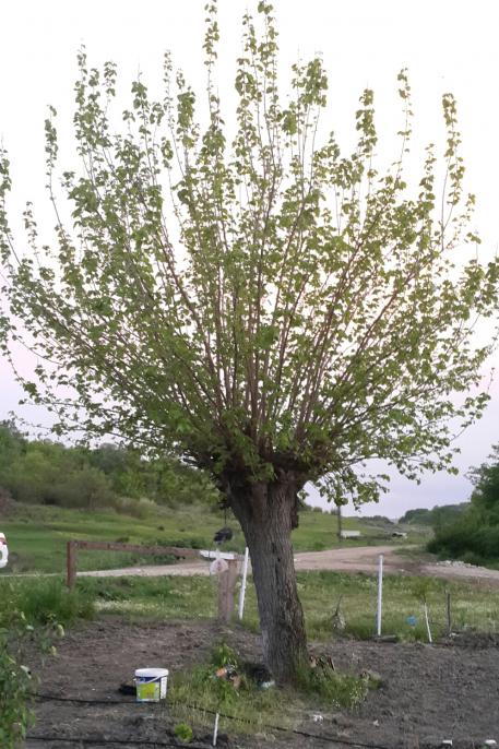 Name:  20190502_202707.jpg
Views: 864
Size:  79.2 KB