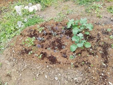 Name:  siberian kale-reyhan-kini.jpg
Views: 646
Size:  39.1 KB