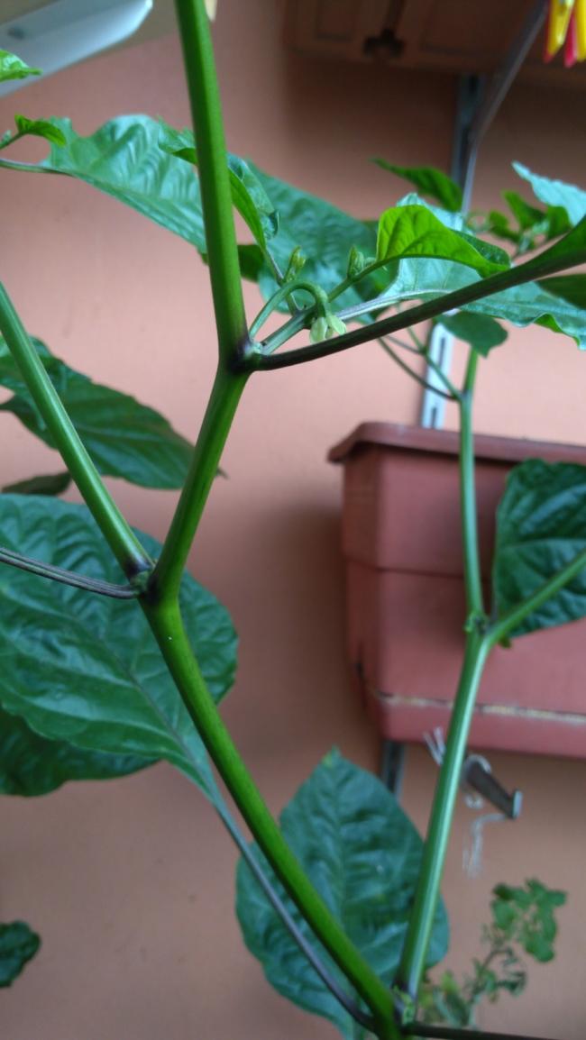 Name:  moruga.jpg
Views: 476
Size:  63.6 KB