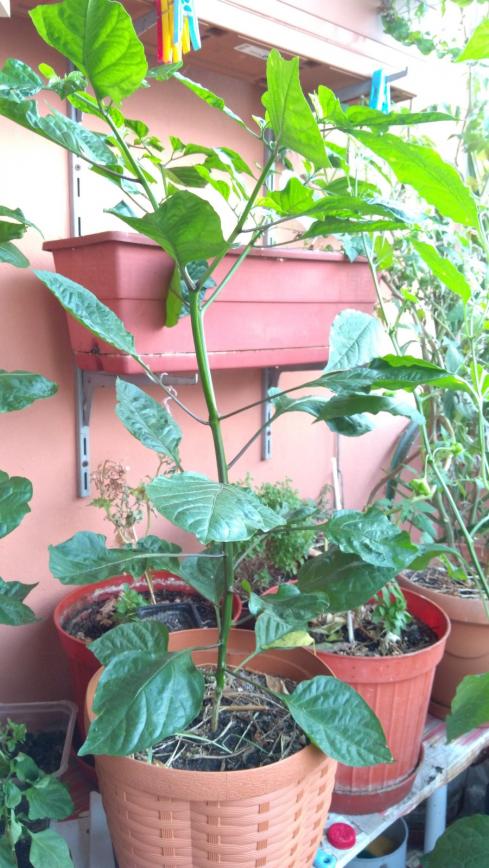 Name:  moruga 2.jpg
Views: 499
Size:  81.2 KB