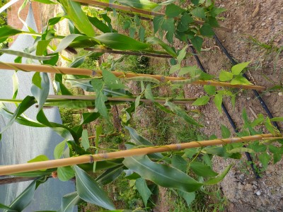 Name:  Barbunya06.jpg
Views: 430
Size:  56.9 KB