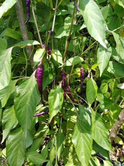 Name:  Buena mulata2.jpg
Views: 277
Size:  54.2 KB