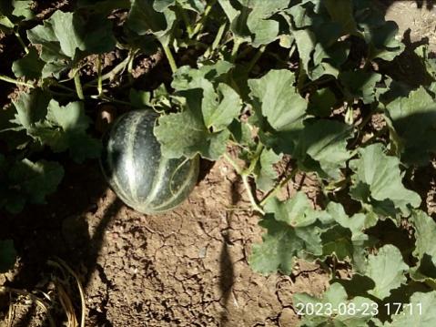 Name:  IMG_20230823_171103.jpg
Views: 157
Size:  44.8 KB