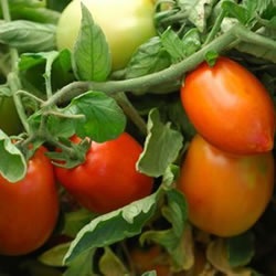 Name:  RomaOrganic2.jpg
Views: 20577
Size:  19.6 KB