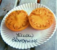 Name:  BrandyWineYellow1.jpg
Views: 11733
Size:  9.3 KB