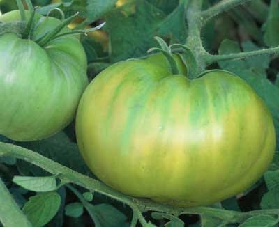 Name:  EmeraldEvergreen.jpg
Views: 12823
Size:  18.5 KB
