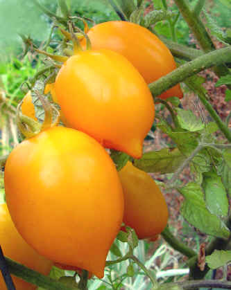 Name:  PlumLemon.jpg
Views: 12490
Size:  18.5 KB