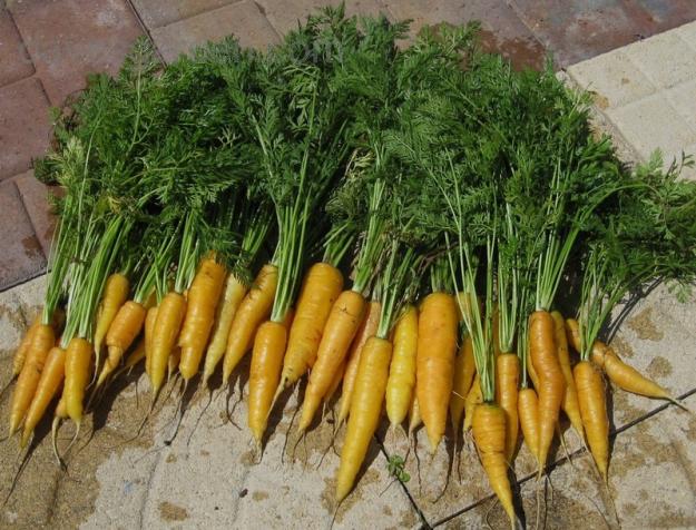 Name:  amarillo_carrot.jpg
Views: 6777
Size:  71.0 KB