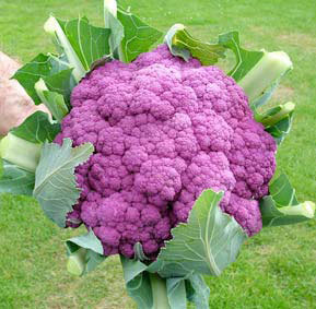 Name:  Purple_Sicily.jpg
Views: 5639
Size:  29.8 KB