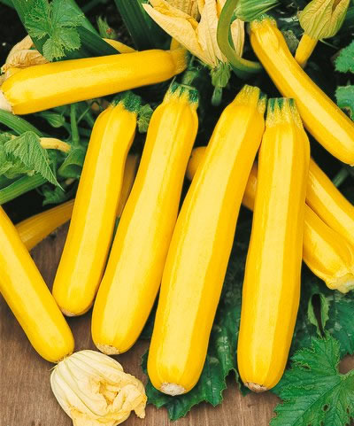 Name:  Golden_Zucchini.jpg
Views: 6069
Size:  55.7 KB