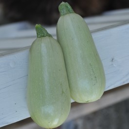 Name:  Lungo Bianco_Zucchini.jpg
Views: 4860
Size:  12.6 KB