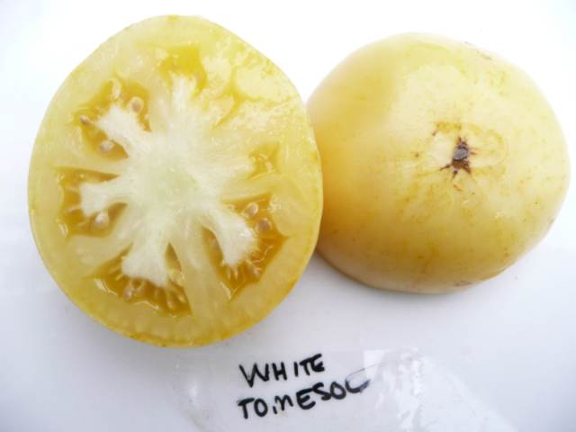 Name:  WhiteTomesol.jpg
Views: 1830
Size:  47.2 KB