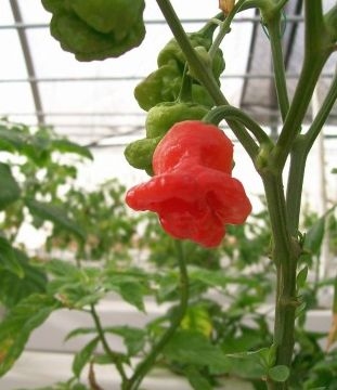 Name:  RedMushroomHot1.jpg
Views: 1970
Size:  43.5 KB