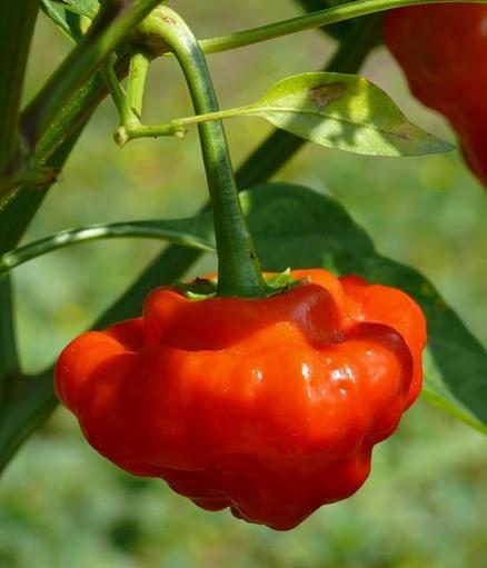 Name:  RedMushroomHot.jpg
Views: 2114
Size:  24.6 KB