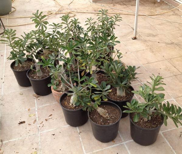 Name:  adenium1.jpg
Views: 1634
Size:  61.5 KB