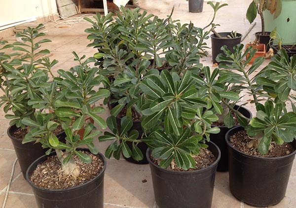 Name:  adenium2.jpg
Views: 1090
Size:  69.7 KB