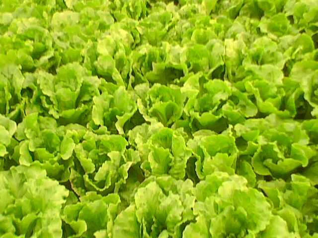 Name:  IMG0180A.jpg
Views: 6933
Size:  40.6 KB