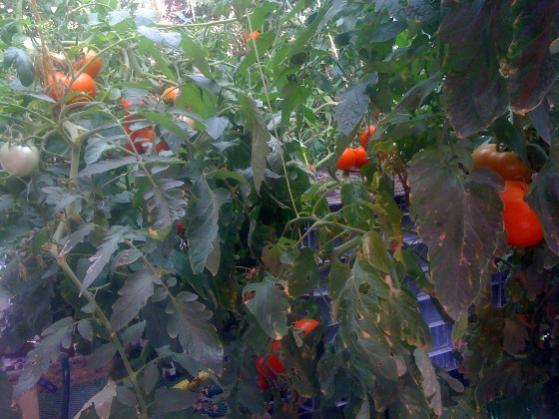 Name:  rez5a.jpg
Views: 2179
Size:  43.4 KB