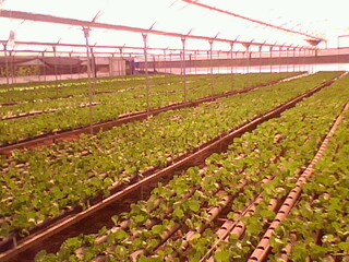 Name:  IMG0234A.jpg
Views: 2122
Size:  38.0 KB