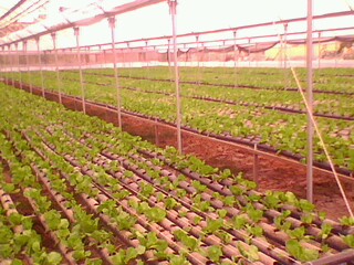 Name:  IMG0214A.jpg
Views: 2167
Size:  37.2 KB
